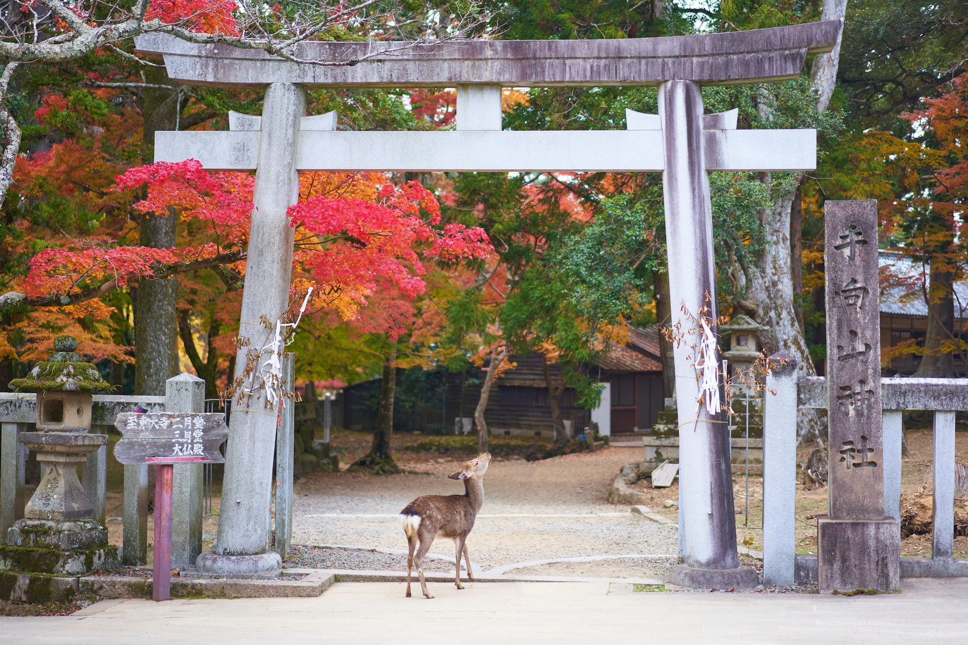 Visit Japan in autumn with AEROAFFAIRES